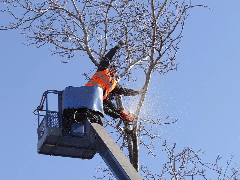Tree Pruning in Long Island, NY